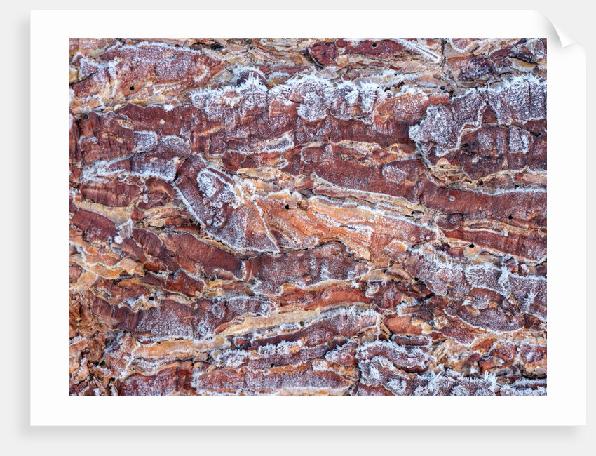 Frost on wood bark by Assaf Frank